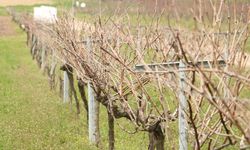 Tescillenen 'Gün Işığı' üzümünün yaygınlaştırılması hedefleniyor