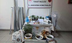 Tokat'ta apartman dairesinde kurulan serada kenevir yetiştiren zanlı tutuklandı