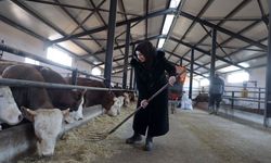 ÜRETİMLE GÜÇLENEN KADINLAR - Bankacılığı bırakıp devlet desteğiyle baba mesleği hayvancılığa başladı