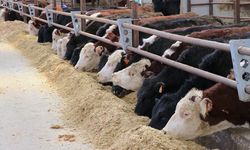 Van'da kurulan Düve Yetiştirme Merkezi büyükbaş hayvancılığı katkı sunacak