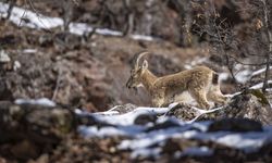 Yaban keçileri Munzur Vadisi'nde yiyecek ararken görüntülendi