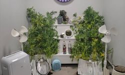 Yalova'da 7 suçtan aranan hükümlü uyuşturucu ürettiği evde yakalandı