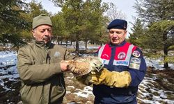 Yozgat'ta yaralı bulunan şahin tedaviye alındı