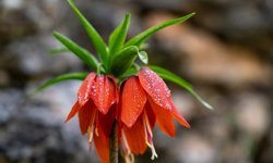 Adıyaman'da açan ters laleler doğayı renklendirdi