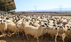 Amasya'da kuzularla annelerinin buluşması renkli görüntüler oluşturdu