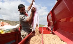 Artan yağışlar nohutta rekolte beklentisini artırdı