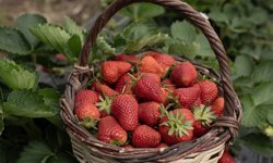 Aşırı yağışlar nedeniyle hasadı geciken Emiralem çileğinde verim arttı