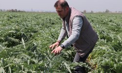 Ata toprağında enginar üretiyor