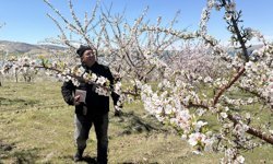 Badem ağaçlarındaki çiçek yoğunluğu yüksek rekolte beklentisini artırdı