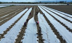Bafra Ovası'nda kavun, karpuz fideleri toprakla buluşuyor