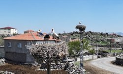 'Baharın müjdecisi' leylekler Hürmetçi Sazlığı'ndaki yuvalarına dönmeye başladı