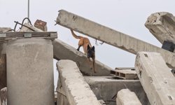 Barınaktan sahiplenilen 'Momo' afetlerde can kurtaracak