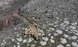 Belediyenin 4 bin 300 küçükbaş hayvan dağıtımıyla başlayan proje 'büyük sürülere' dönüştü