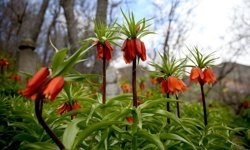 Bitlis'te açan ters laleler doğaya renk kattı