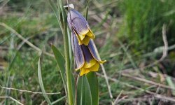 Çankırı'da çiçek açan 'mahcup lale' güzel görüntü oluşturdu