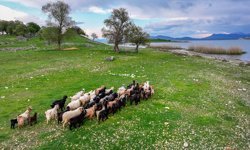 Çobansız sürünün otu adadan, suyu gölden