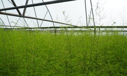 Çorum'da öğrenciler lise bahçesinde kurulan serada kuşkonmaz yetiştiriyor