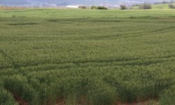 Çukurova'da çiftçiler artan yağışların etkisiyle buğdaydan yüksek verim bekliyor