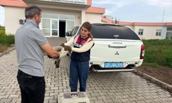 Diyarbakır'da yaralı bulunan şahin tedavi altına alındı