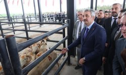 Edirne'de Havsa Canlı Hayvan Pazarı düzenlenen törenle açıldı