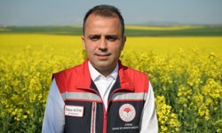 Edirne'de yaz kuraklığının görüldüğü bölgelerde kanola alternatif ürün oldu