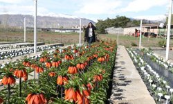 Erzincan'daki Ters Lale Koleksiyon Bahçesi botanik turizmine hazırlanıyor