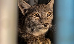 Erzurum'da jandarmanın devriye sırasında bitkin halde bulduğu vaşak tedaviye alındı