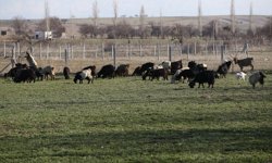 Eski hükümlü devlet desteğiyle sürü sahibi oldu