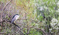 Göçmen kuşlar Van'daki sulak alanlara gelmeye başladı