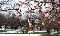 GÜNCELLEME - Malatya'da kar etkili oluyor