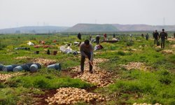 Hatay'da turfanda soğan hasadına başlandı