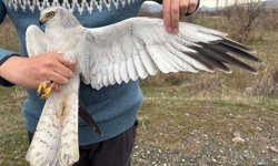 Iğdır'dan uydu vericiyle takibe alınan bozkır delicesi 4 günde Azerbaycan'a uçtu
