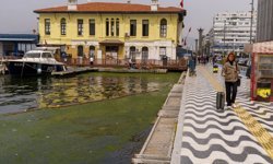 İzmir Körfezi'nde kıyıya yakın noktalarda yosun tabakası oluştu