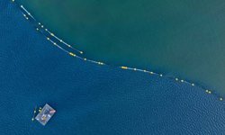 İzmit Körfezi'ndeki dip çamuru temizliği ekosistemi olumlu etkiledi