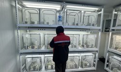 Kahverengi kokarcayla mücadele kapsamında 40 ilde doğaya 1 milyon 650 bin samuray arısı salınacak