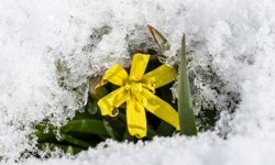 Kars'ta baharda çiçekler kar altında kaldı