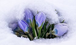 Kars'ta 'baharın müjdecisi' kar çiçekleri beyaz örtünün altında kaldı