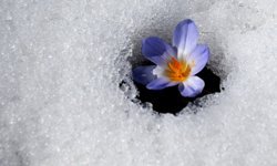 Kars'ta baharın müjdecisi kardelen ve çiğdemler açmaya başladı