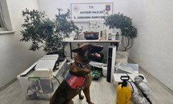 Kayseri'de yasa dışı kenevir eken şüpheli yakalandı