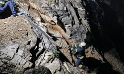 Kocaeli'de kayalıklarda mahsur kalan 15 keçi ve oğlak kurtarıldı