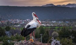 Leylekler Vadisi'nin konukları kuluçka döneminde birbirlerine destek oluyor