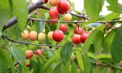 Manisa'da 2026 yılının ilk kiraz hasadı yapıldı