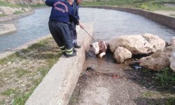 Mardin'de su kanalına düşen ineği itfaiye kurtardı