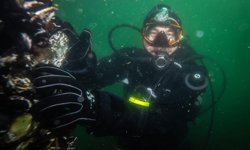 Marmara Denizi'ndeki midye çiftliklerinde pinalar için umut veren keşif