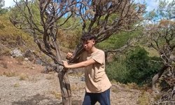 Marmaris'te toplanan kuru gevenler ekonomiye kazandırılırken yangın riski de azaltılıyor