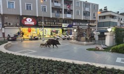 Marmaris'te yaban domuzları yerleşim alanına indi