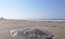 Mersin sahillerinde ölü göçmen denizanası görülüyor