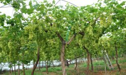 Mersin'de örtü altında üzüm hasadı başladı