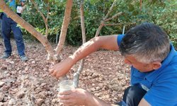 Muğla'da deneme bahçesinden elde edilen damla sakızları katma değerli ürünlere dönüştürülüyor