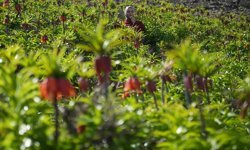 Muş'ta açan ters laleler doğayı süsledi